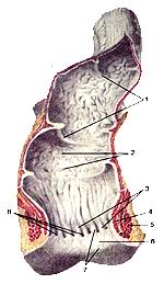 
  Рис.185. Прямая кишка (rectum). Кишка вскрыта продольным разрезом.
  1-поперечные складки прямой кишки; 2-ампула прямой кишки; 3-заднепроходные (анальные) 
  столбы; 4-внутренний сфинктер заднего прохода; 5-наружный сфинктер заднего прохода; 
  6-зад-ний проход; 7-заднепроходный канал; 8-заднепроходные (анальные) пазухи.
  Fig. 185. Прямая кишка.
  Кишка вскрыта продольным разрезом. I-plica transverse recti; 2-ampulla recti; 
  3-columnae anales; 4-m. sphincter ani internus; 5-m. sphincter ani externus; 
  6-anus; 7-canalis analis; 8-sinus anales.
  Fig. 185. Rectum. Intestine dissecty of the longitudinal
  cut.
  1 -transversal folds of the rectum; 2-rectal ampulla; 3-anal columns; 4-internal 
  anal sphincter; 5-e.xternal anal sphincter; 6-anus; 7-anal canal; 8-anal sinuses.